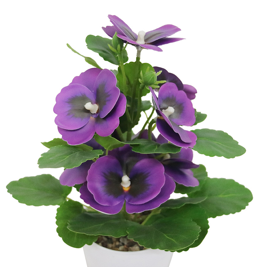 pansy flower