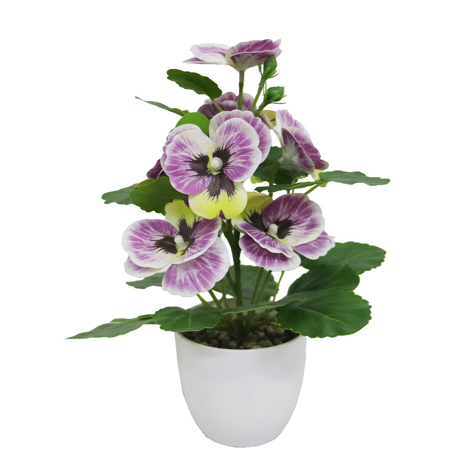 variegated pansy bonsai