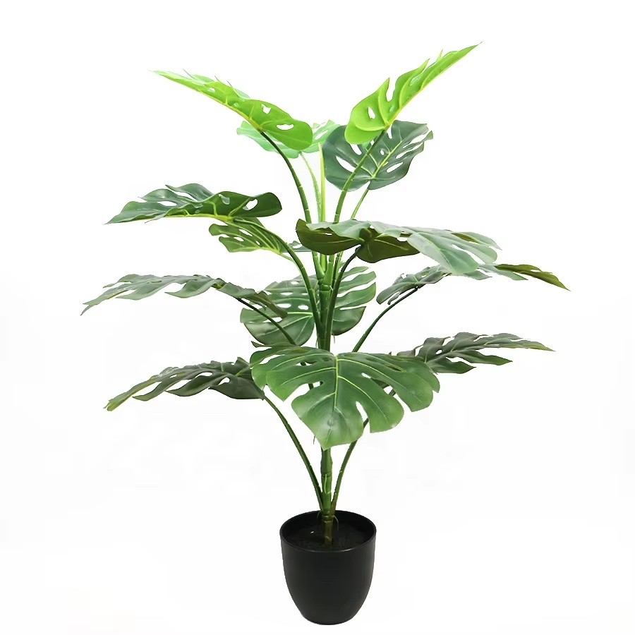 types monstera plant