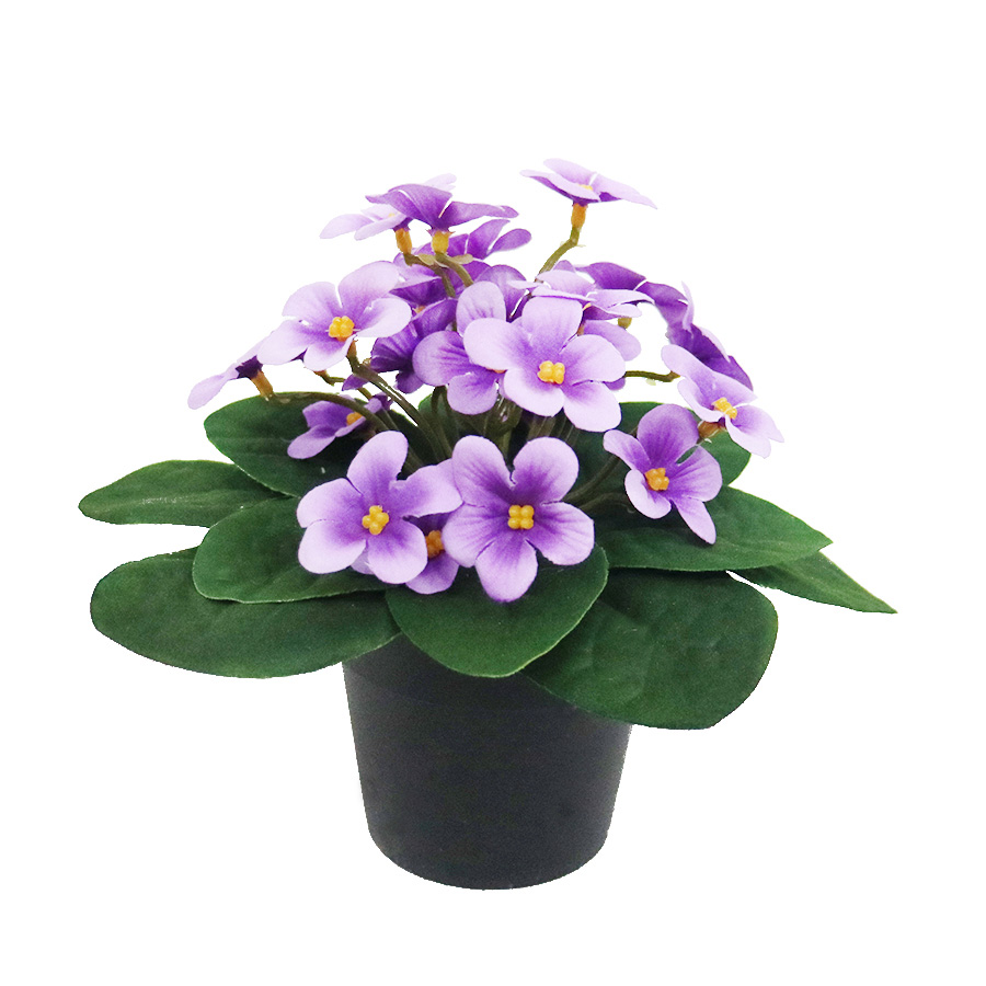 purple violet flower