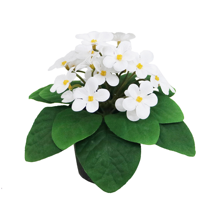 white violet flower
