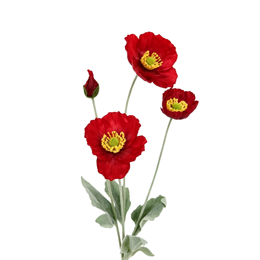 red poppy flower