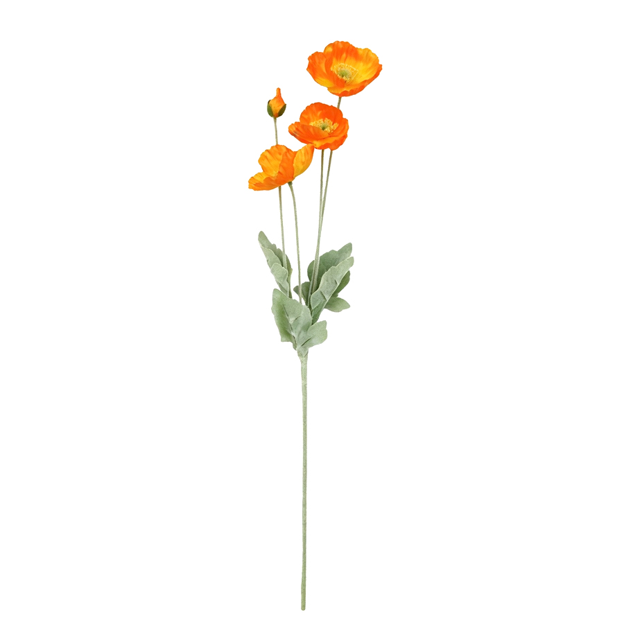 orange poppy flower