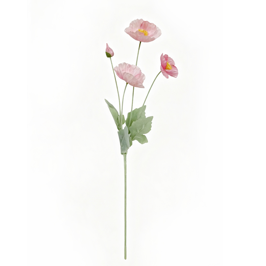 pink poppy flower