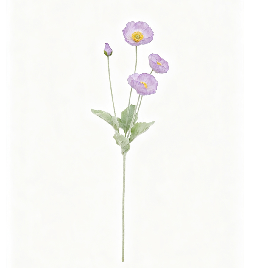 purple poppy flower
