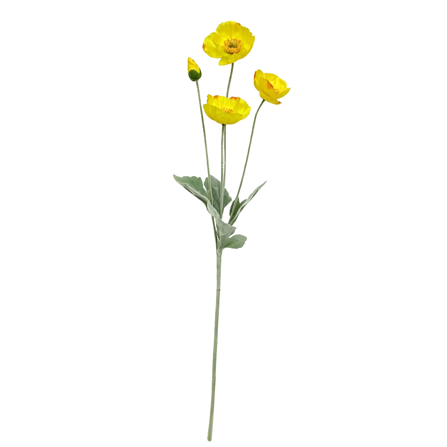 yellow poppy flower