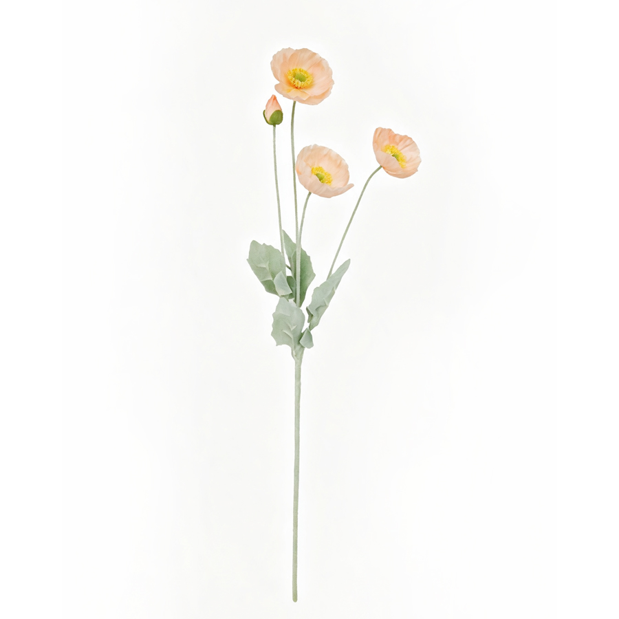 Champagne poppy
