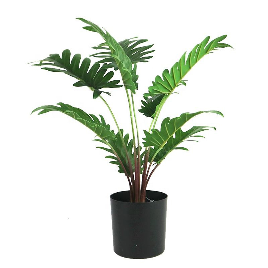 plant bonsai