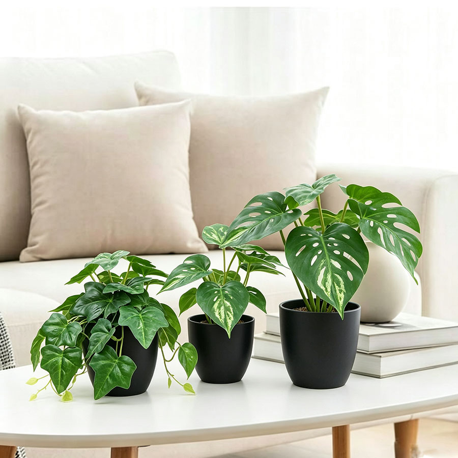 decorative plant bonsai 