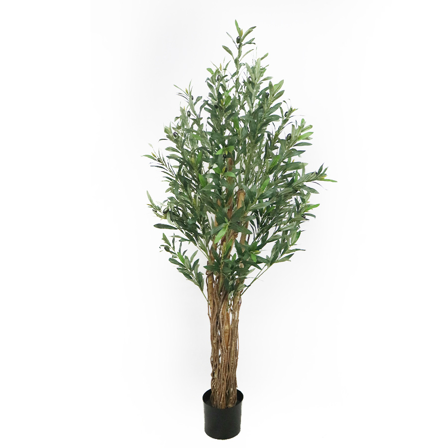 150cm olive tree