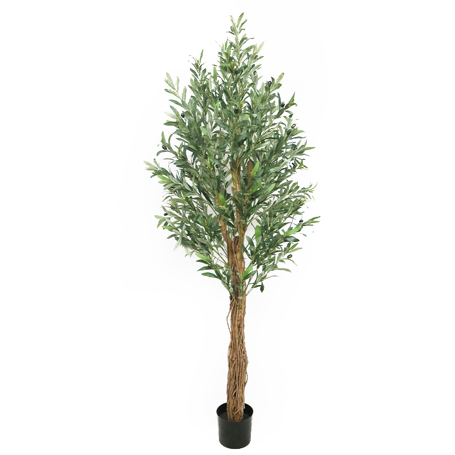 150cm olive tree