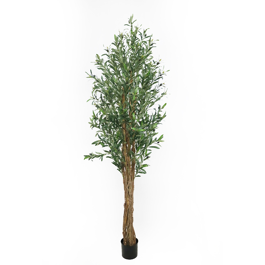210cm olive tree
