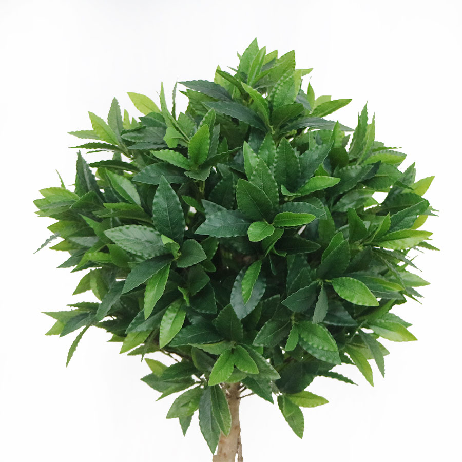 bay laurel leaves