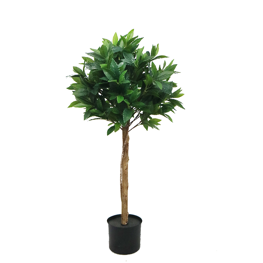 90cm bay laurel tree