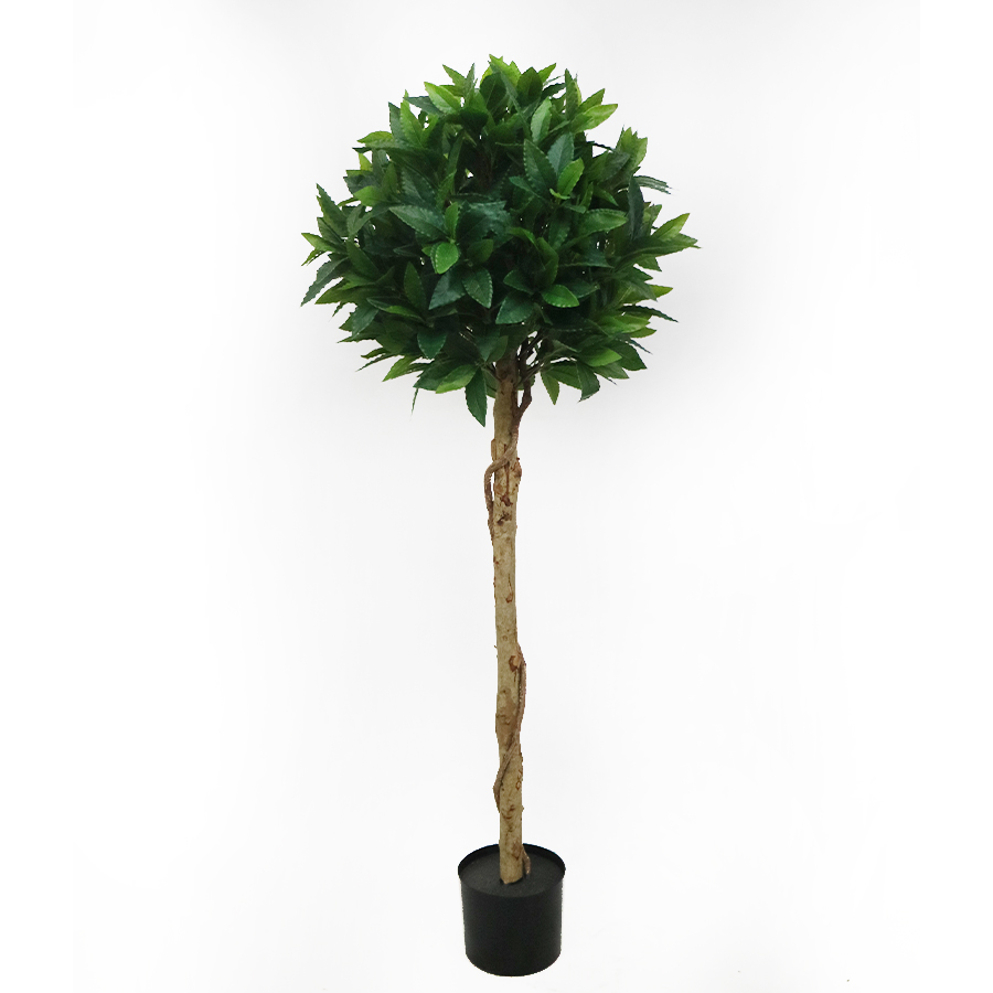 120cm bay laurel tree