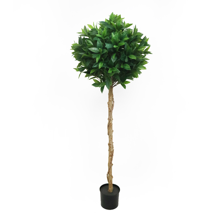 150cm bay laurel tree