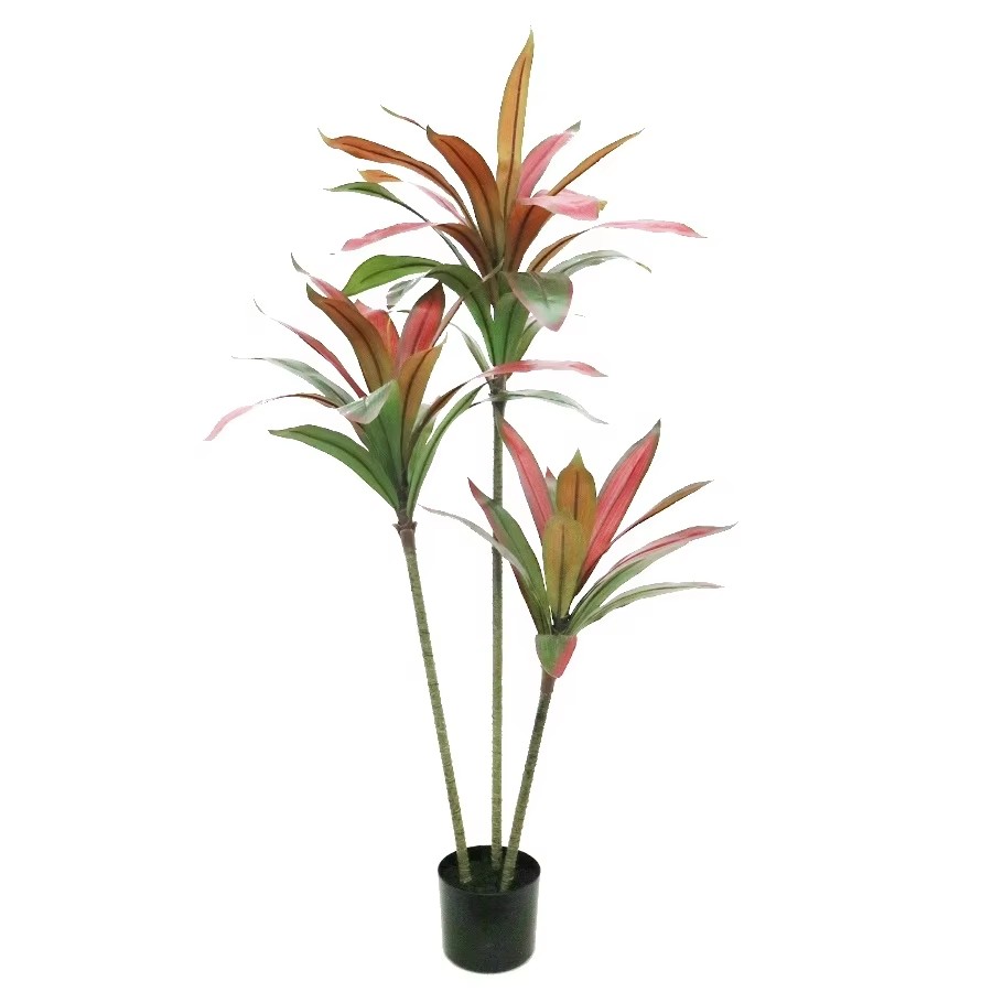 dracaena marginata dragon tree