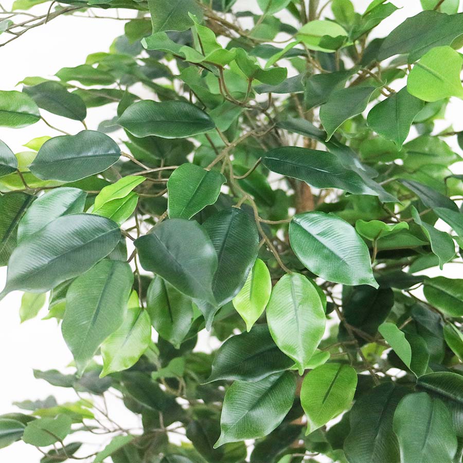 ficus leaves