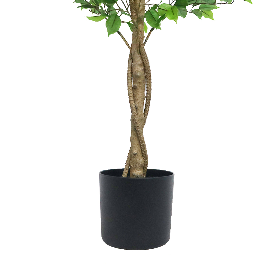 ficus tree 