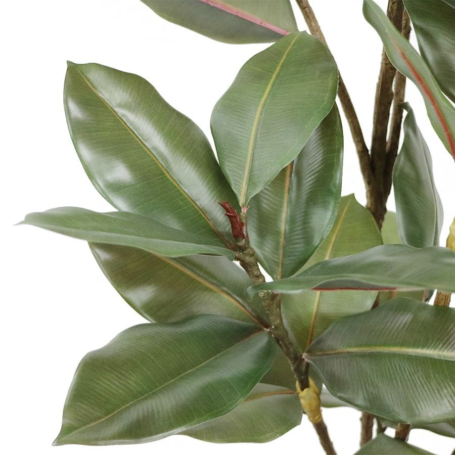 rubber tree