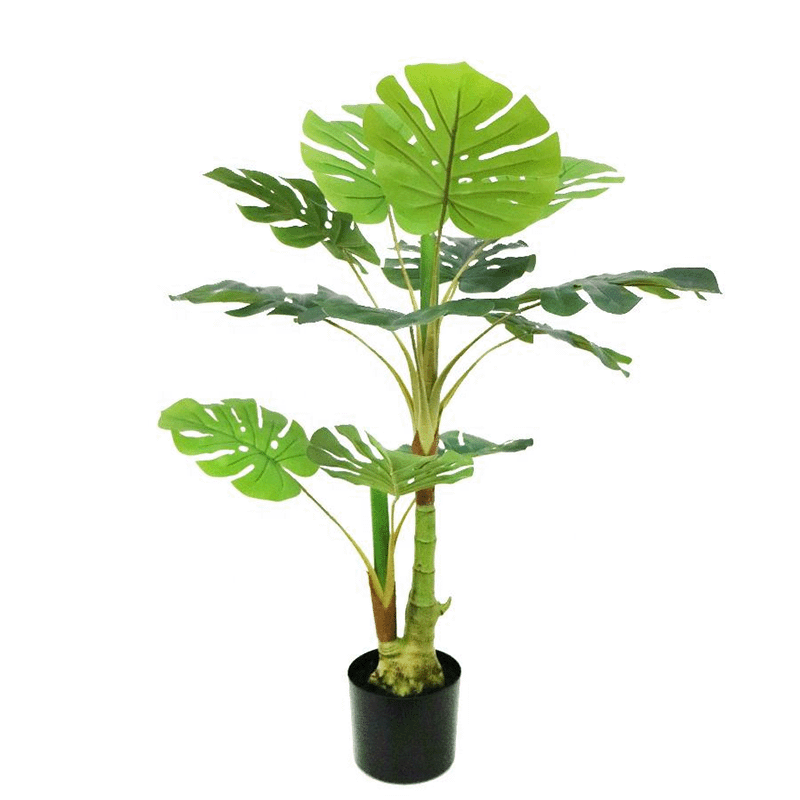 monstera