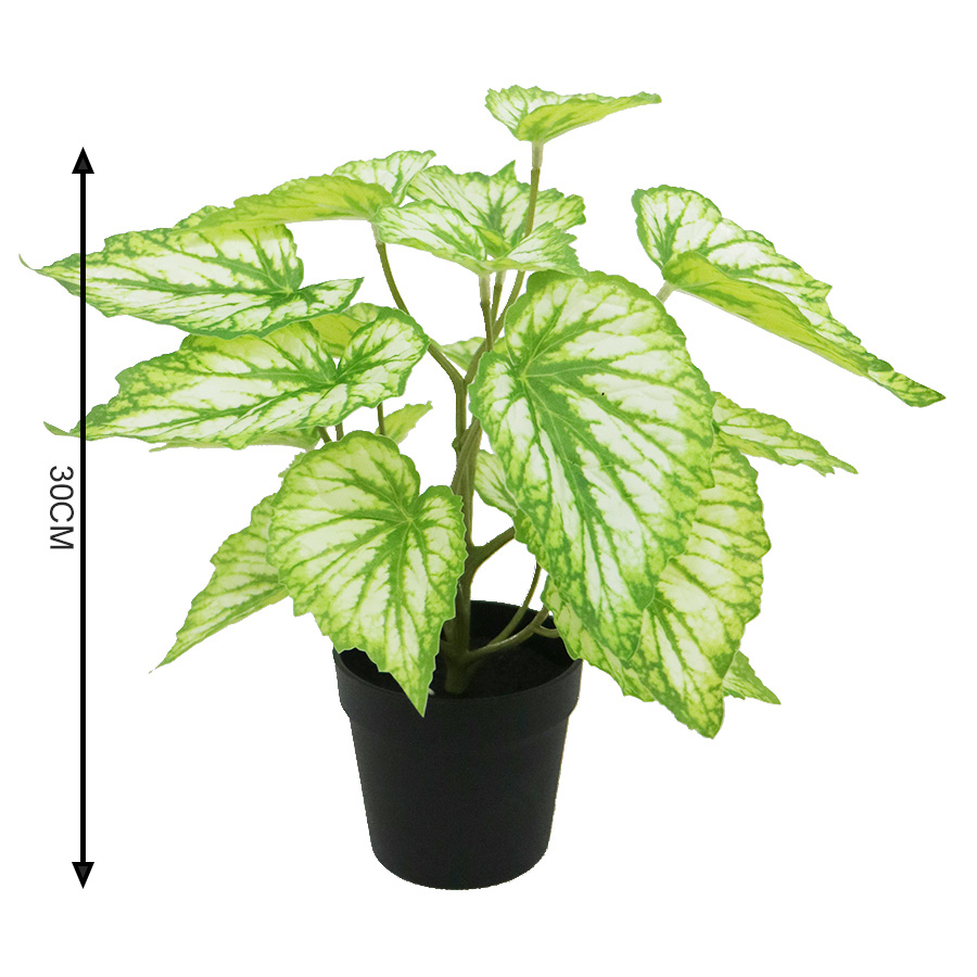 30cm plant bonsai