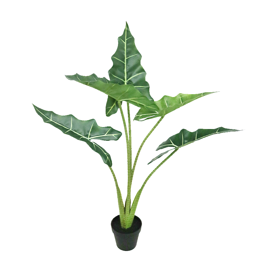alocasia plants