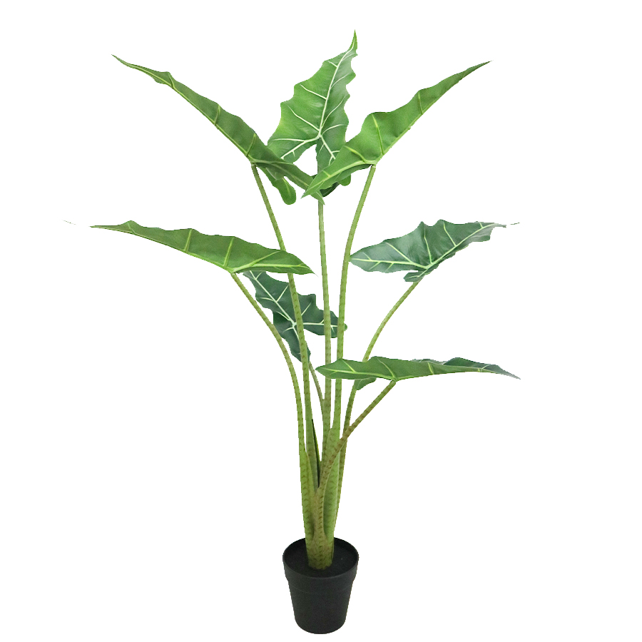 alocasia plants