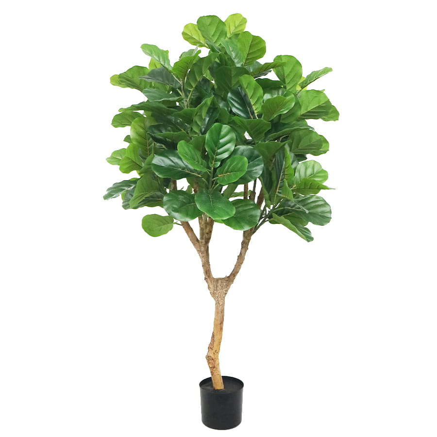 fiddle tree plant