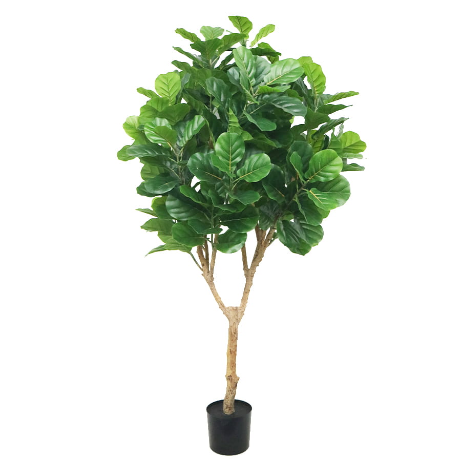 fiddle tree indoor